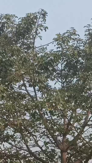 Rangeela tidak meninggalkan salinannya dengan cara apa pun. | Klip 2