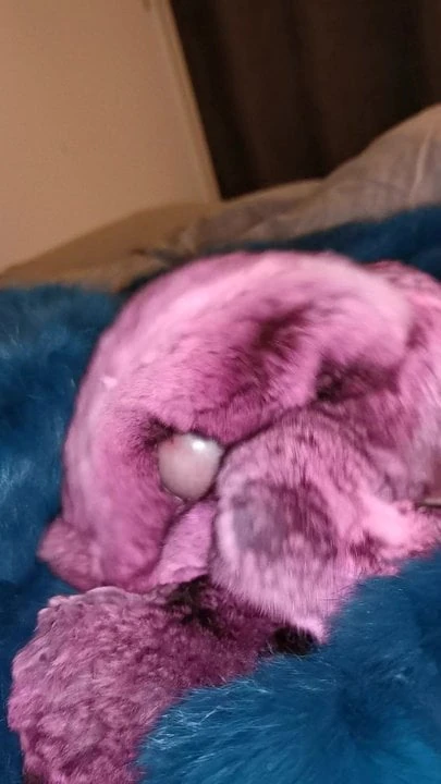 Chinchilla fur cumshot twice in a row