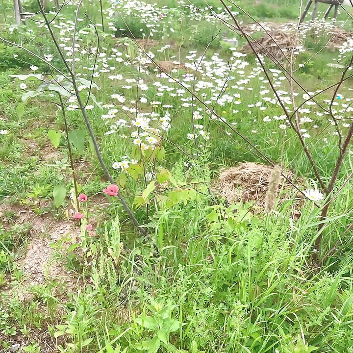 gardend outside pissing fun