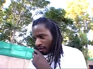 Chocolate Stallion