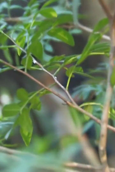 Nataly si gadis ilahi lagi asik nyepong pacarnya di hutan, dientot sama cowok tukang ngintip