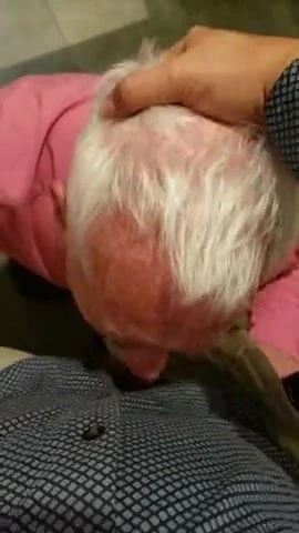 cockdreams6