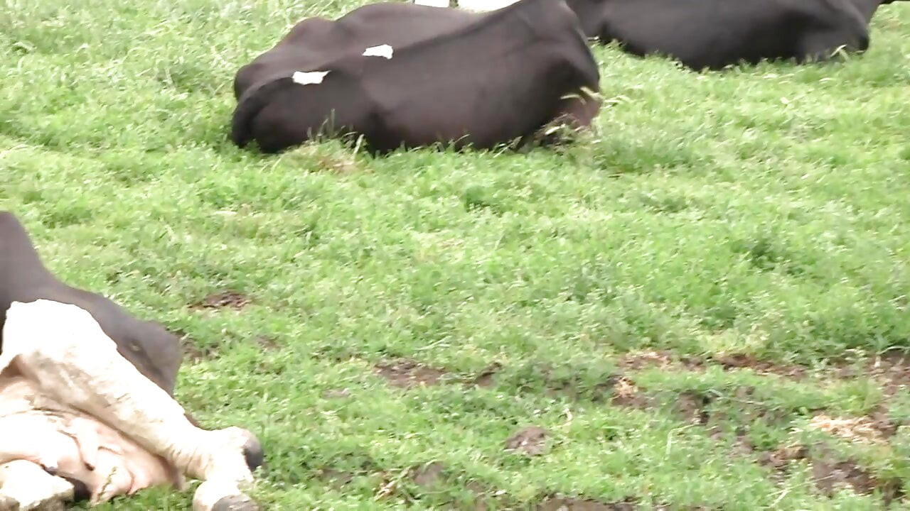 Ošukaná zezadu jako děvka