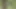 German brunette taking a monster cock in the woods