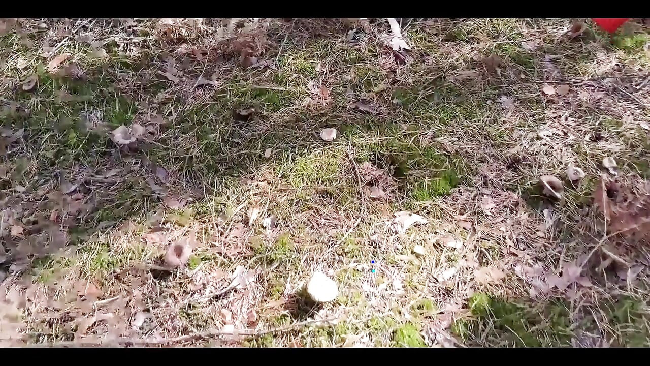Mushroom Walk in the Forest Tick in the Pussy