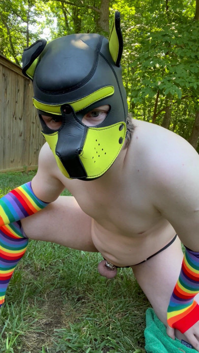 Puppy pissing in its cage outside