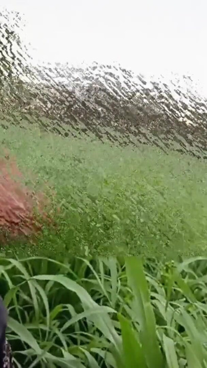 To get sister-in-law's beautiful pussy, he went from house to field to get four katwans with him, brother-in-law fucked sister-in-law, fucked sister-in-law, fucked by the field | Clip 1