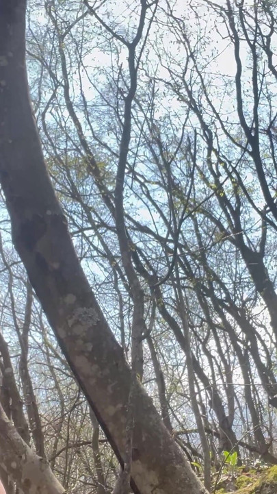 Anal En El Bosque - Parte 1