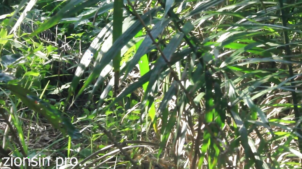 非洲情侣在布什啪啪