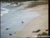 Pratinjau video