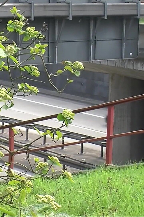 เรื่องเย็ดสุดเสียวจากป่า!