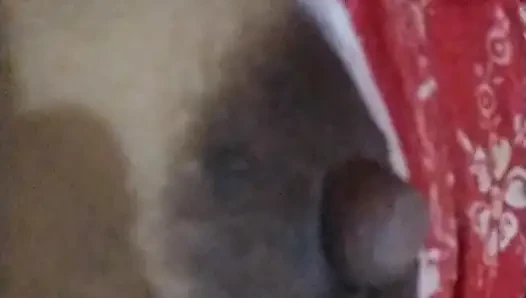 Chuaddakd bhabhi ki chudai vali video