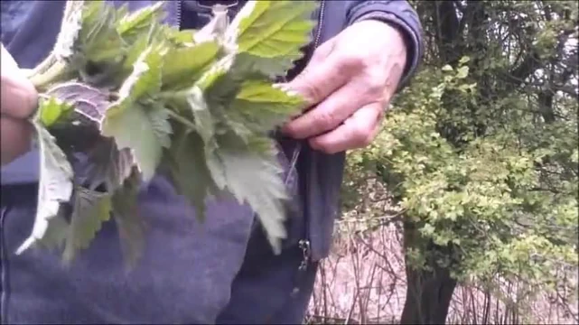 Hardcore nettling to orgasm