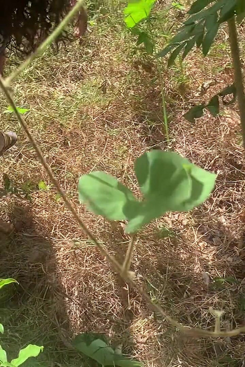 The Desire That Arose When I Went to the Forest to Bring Something to Cook.