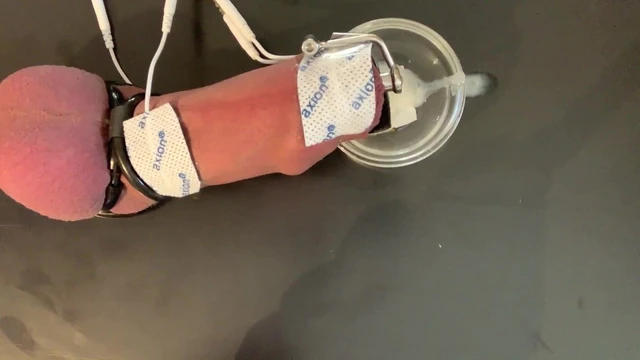 weekly milking with estim