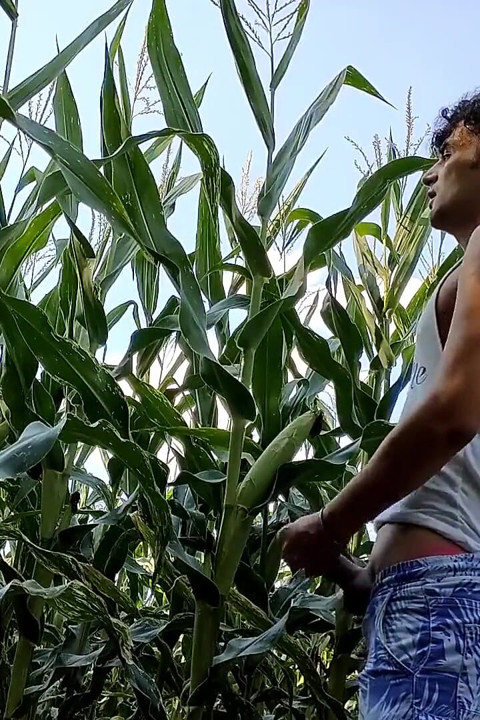 Summer Jerk off in Corn Field - Twitching Cumming Cock