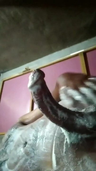 Black Indian cock