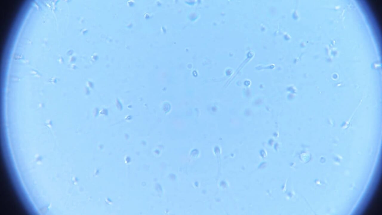 PATHETIC TINY DICK in THICK SLEEVE CUMS HARD in FLESHLIGHT + Microscope Shows LIVE SWIMMING SPERM Anyway!