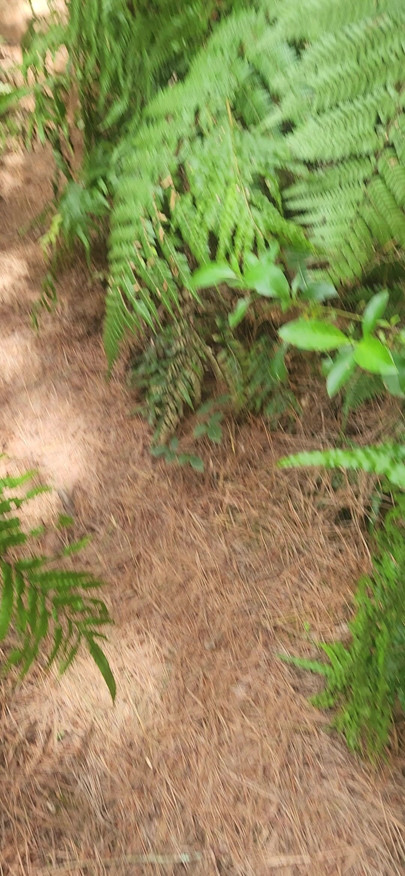 Forrest walk nude
