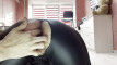 Pregled videozapisa
