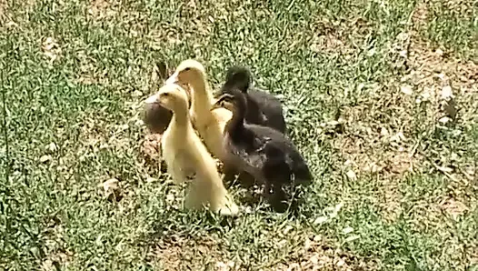 Ülkede vakit geçirmek için sikişmekten daha iyi bir şey yok!