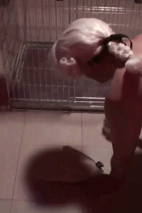 She makes her pet clean his cage