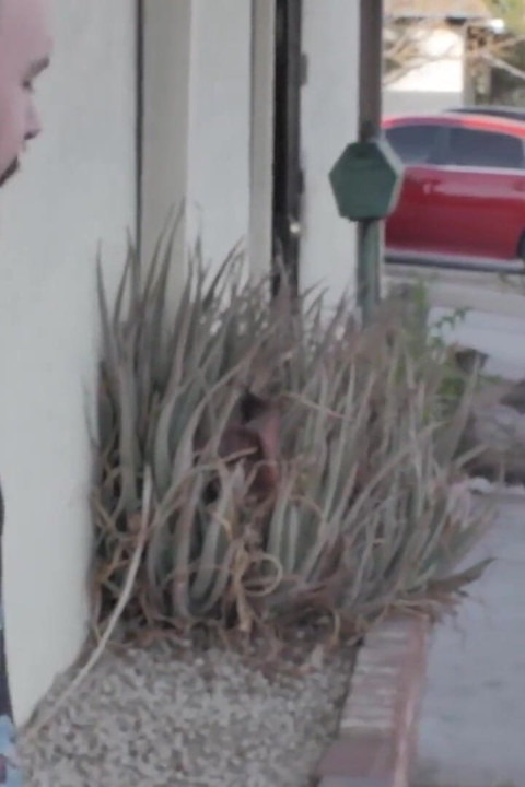 Bearfilms Raw Breeding with Bears Brad Kalvo and Dean Gauge