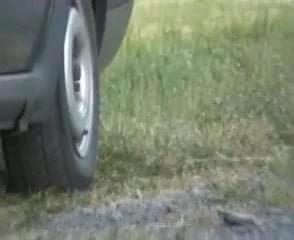 Buffalo heels , in action