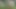 Sabrina Prezotte, the Transvestite with a Big Dick, Visits Her Client's Farm and Squirts a Lot of Milk