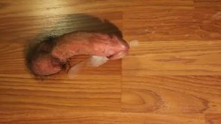 cock comeing out of floor