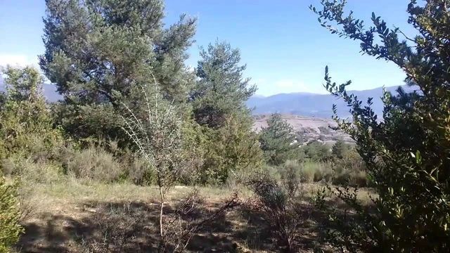walking in the forest and cum