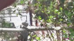 Pratinjau video