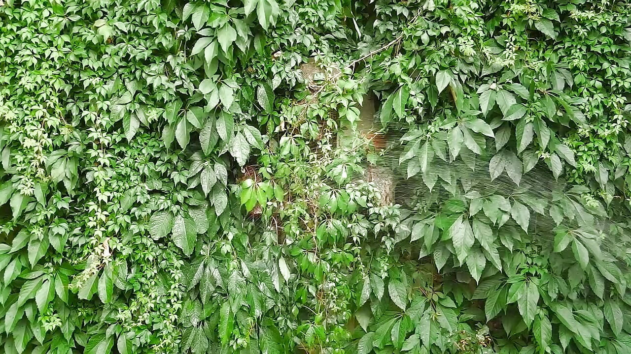 Horny Rubber Gardener 27 (Wet Play & Piss)