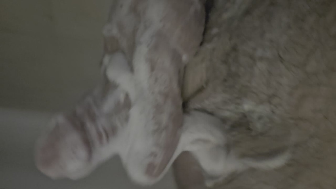 Suds