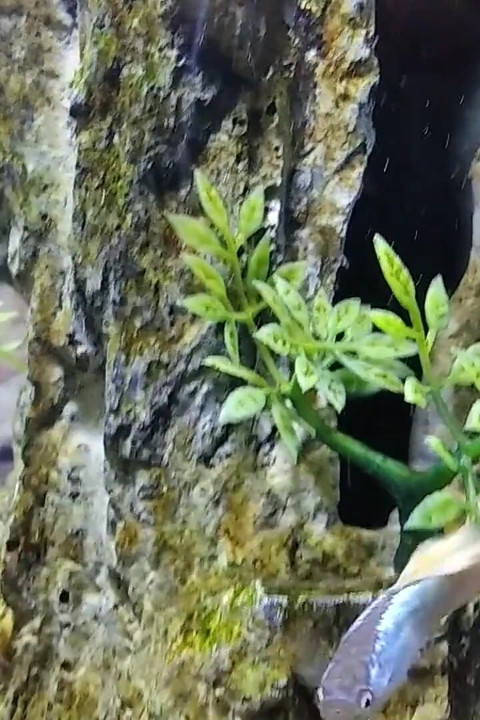 Stepdaddy's Stepson Masturbates His Big Fat Cock in Front of His Precious Aquarium!