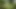 Pee POV on the Palm Plantation