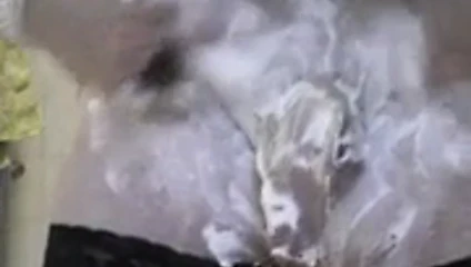 horoz tıraşı