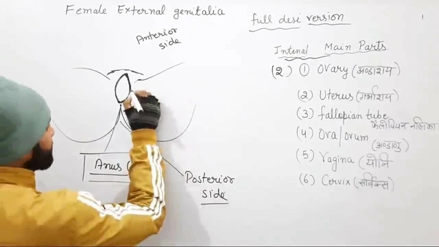 Female external genitalia Female Reproductiv system Version
