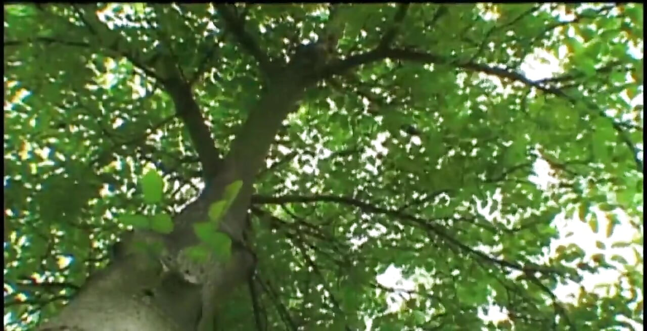 Boys in the Woods.. Peer Paulus Raw.