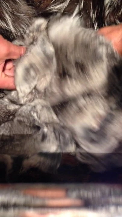 Cum on cincilla fur
