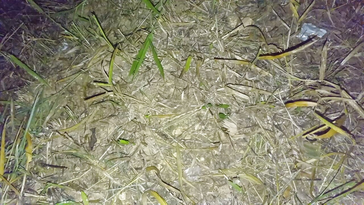 Nepali aunty lover night doggy styal sex video nepali audio