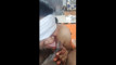 Pratinjau video