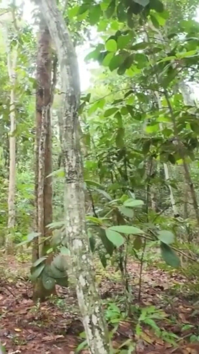 Thai Teenager Walks around Picking Mushrooms and Gets Fucked in the Pussy. Thai Audio | Clip 1