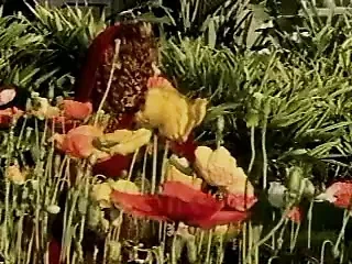 Red Riding