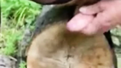 ahşap 2 yapay penis