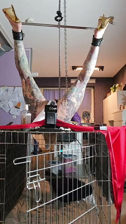 Hooked up legs spread and ready tp pegged