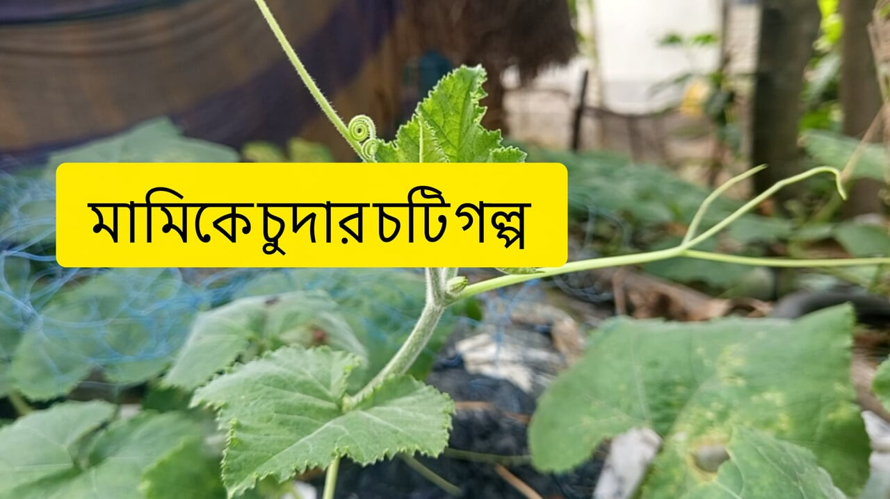 Mami choda r golpo hot choty golpo bangla choti Golpo
