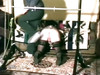 Pregled videozapisa