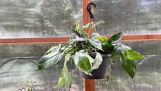 Spring Greenhouse Tour