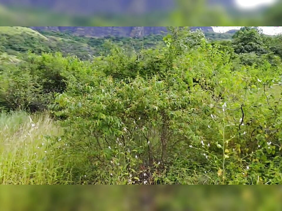 S-285. Ngentot di hutan lagi
